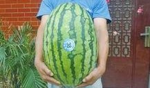 热门大瓜每日大赛,揭秘娱乐圈最新爆料，大赛精彩瞬间回顾